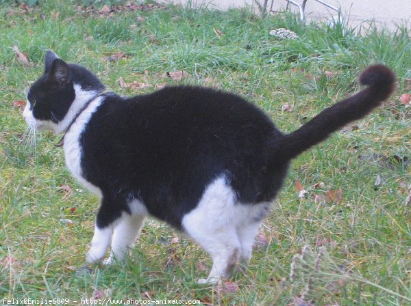 Photo de Chat domestique