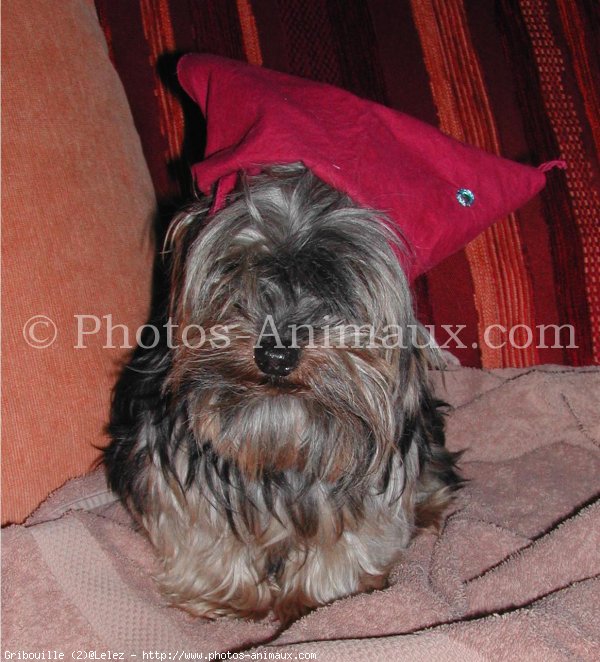 Photo de Yorkshire terrier