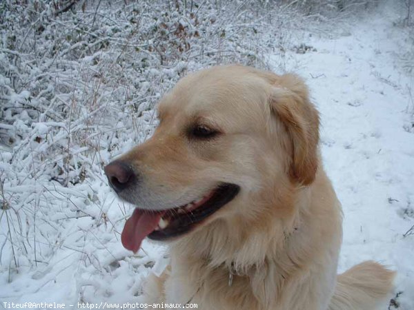 Photo de Golden retriever