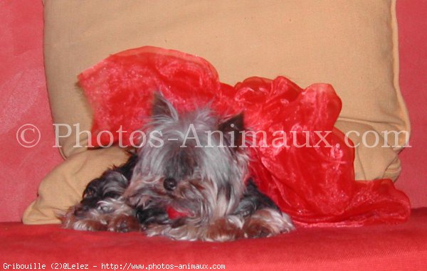 Photo de Yorkshire terrier