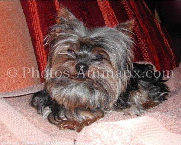 Photo de Yorkshire terrier