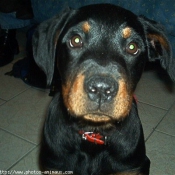 Photo de Rottweiler