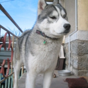 Photo de Husky siberien