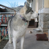 Photo de Husky siberien