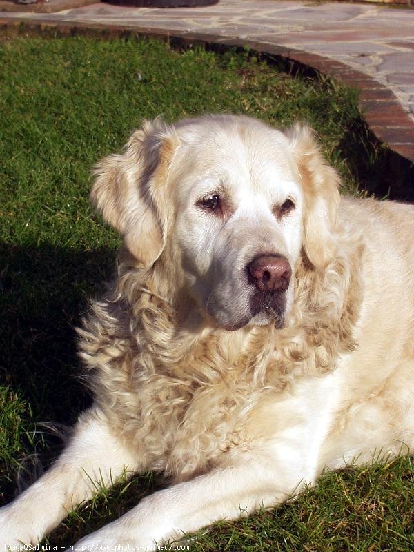 Photo de Golden retriever