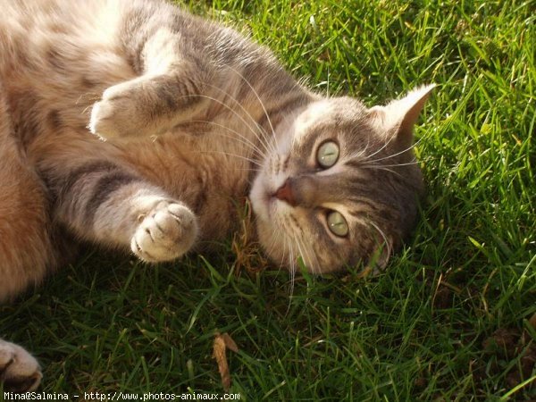 Photo de Chat domestique