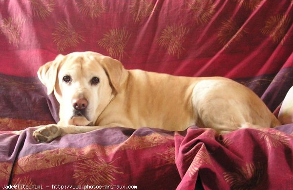 Photo de Labrador retriever