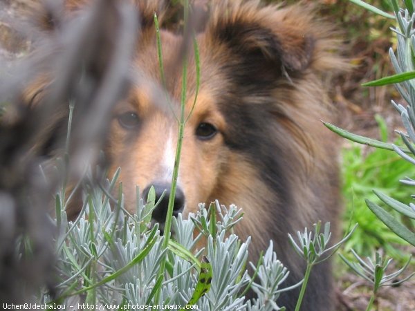 Photo de Chien de berger des shetland