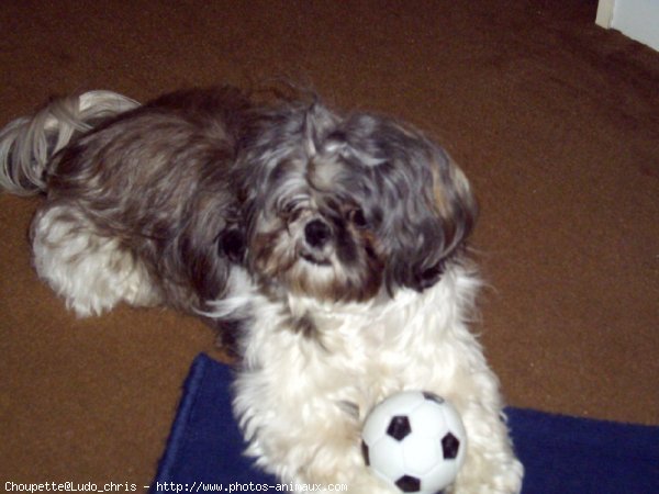 Photo de Shih tzu