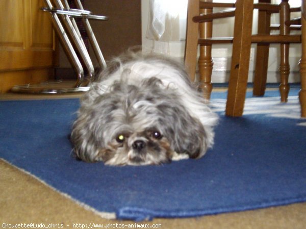 Photo de Shih tzu