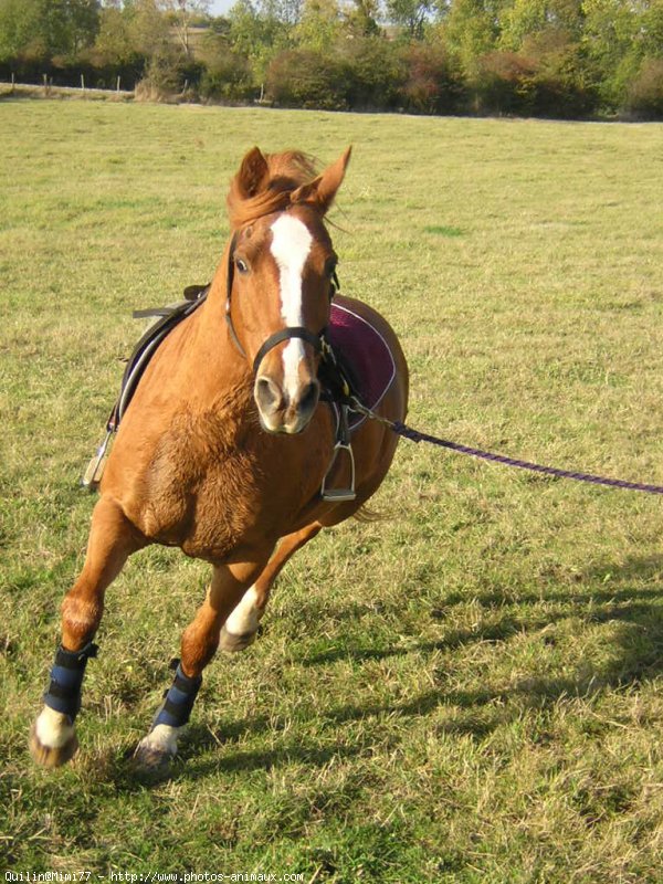 Photo de Poney franais de selle