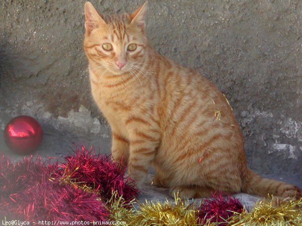 Photo de Chat domestique