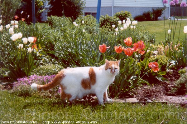 Photo de Chat domestique