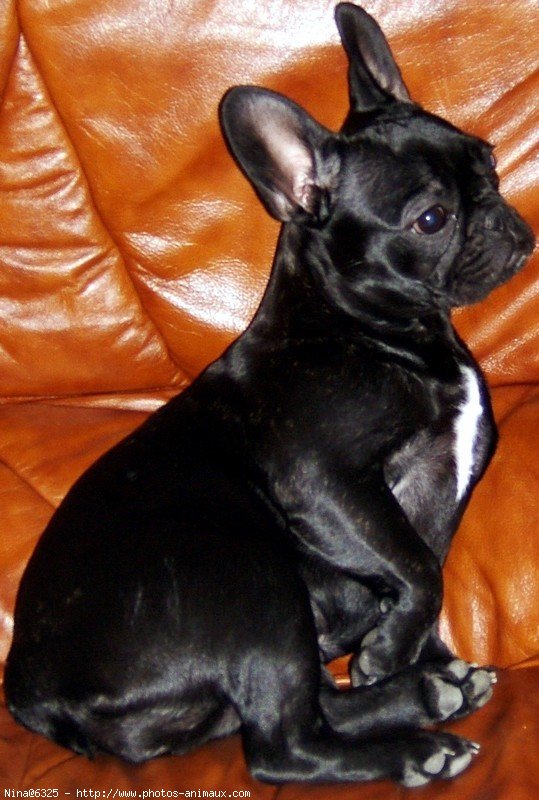 Photo de Bouledogue franais