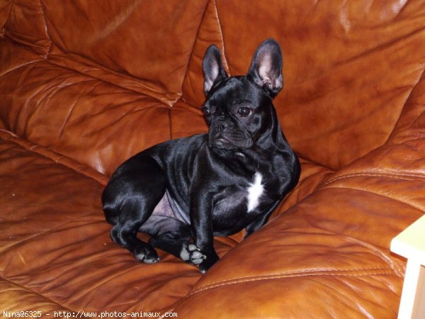 Photo de Bouledogue franais