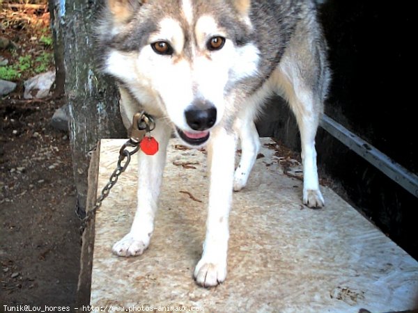 Photo de Husky siberien