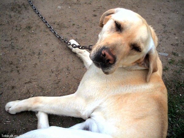 Photo de Labrador retriever