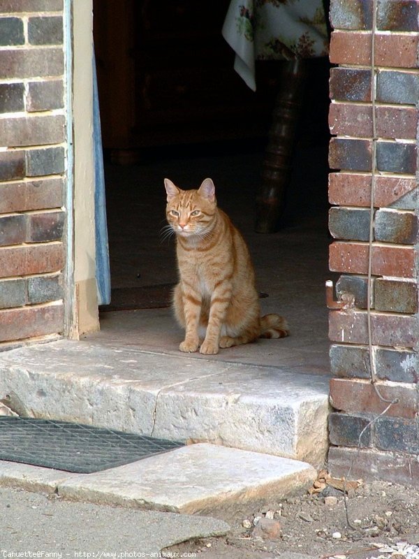 Photo de Chat domestique