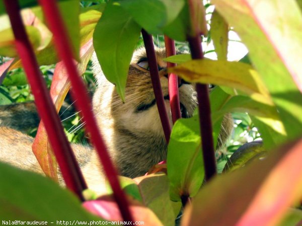 Photo de Chat domestique