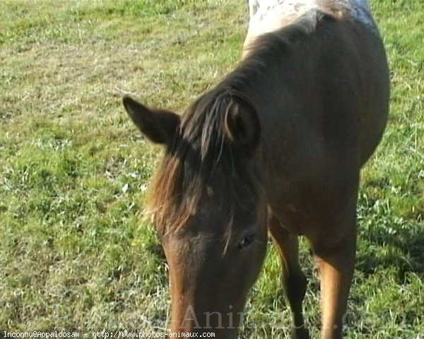 Photo d'Appaloosa