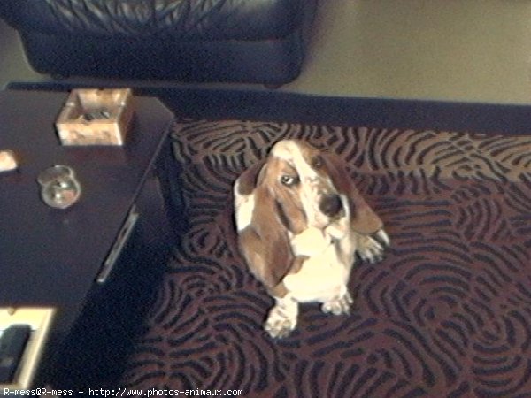 Photo de Basset hound