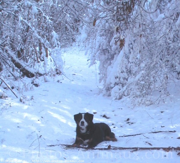 Photo de Bouvier bernois