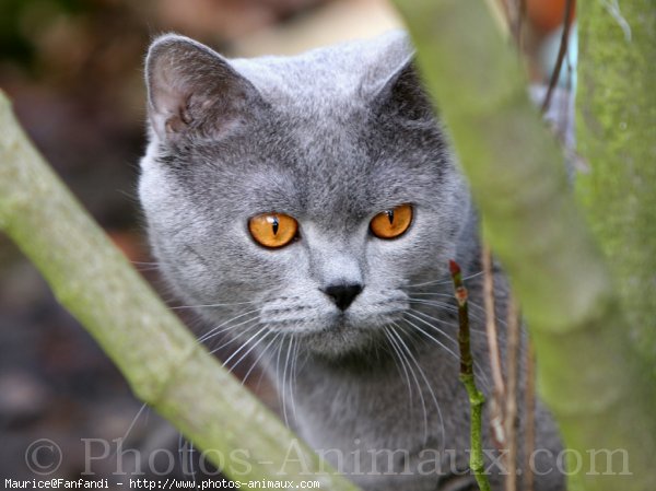 Photo de British shorthair