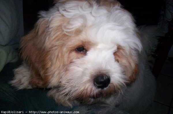 Photo de Lhassa apso