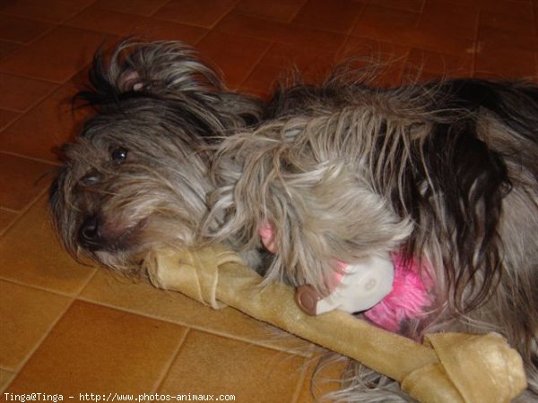 Photo de Chien de berger des pyrenes  poil long