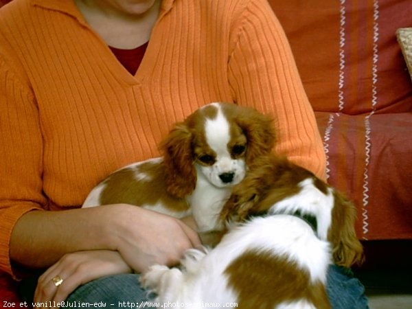 Photo de Cavalier king charles spaniel