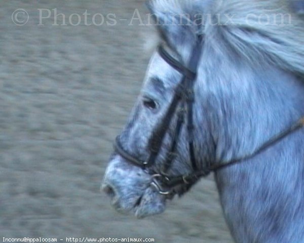 Photo d'Appaloosa