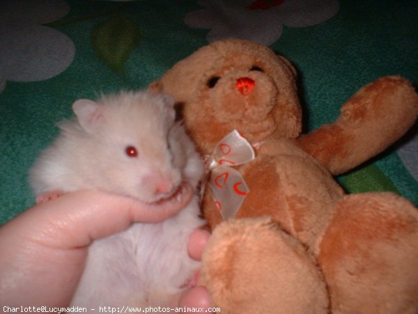 Photo de Hamster