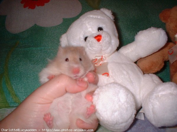 Photo de Hamster