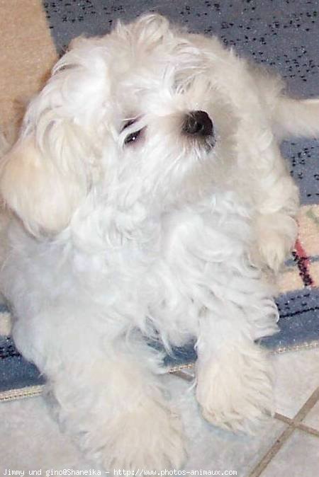 Photo de Bichon maltais