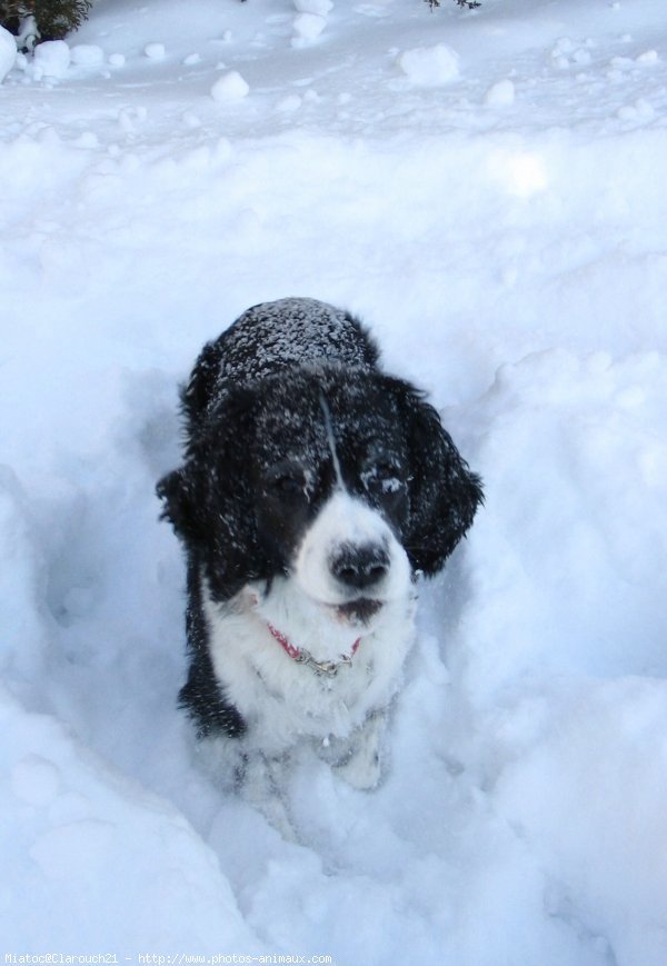 Photo d'English springer spaniel