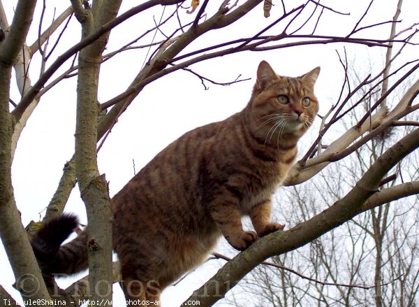 Photo de Chat domestique