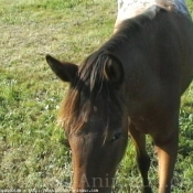 Photo d'Appaloosa