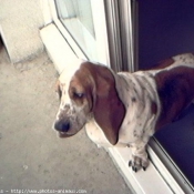 Photo de Basset hound