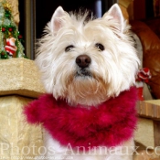 Photo de West highland white terrier