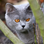 Photo de British shorthair