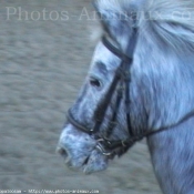 Photo d'Appaloosa