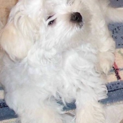 Photo de Bichon maltais