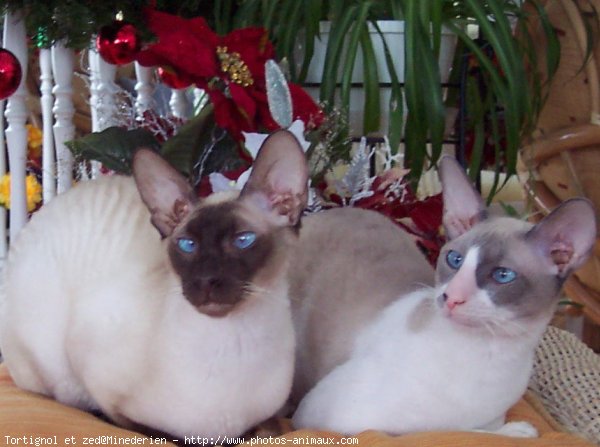 Photo de Cornish rex