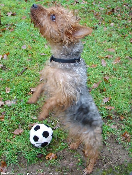 Photo de Yorkshire terrier