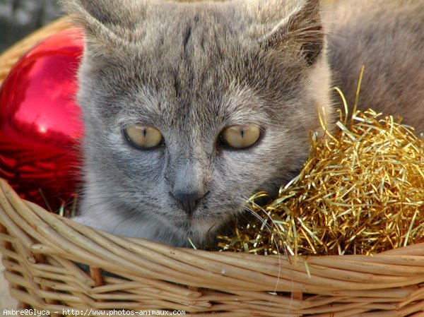 Photo de Chat domestique