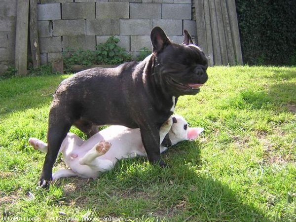 Photo de Bouledogue franais