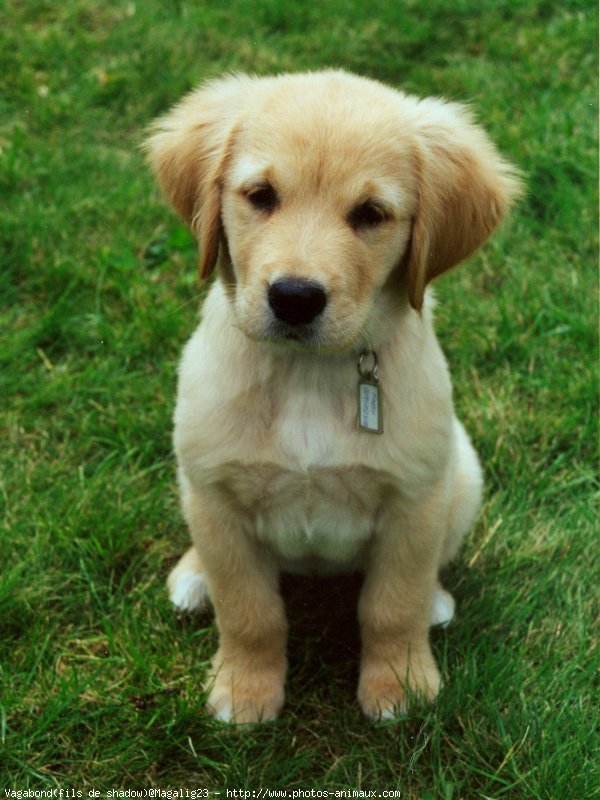 Photo de Golden retriever