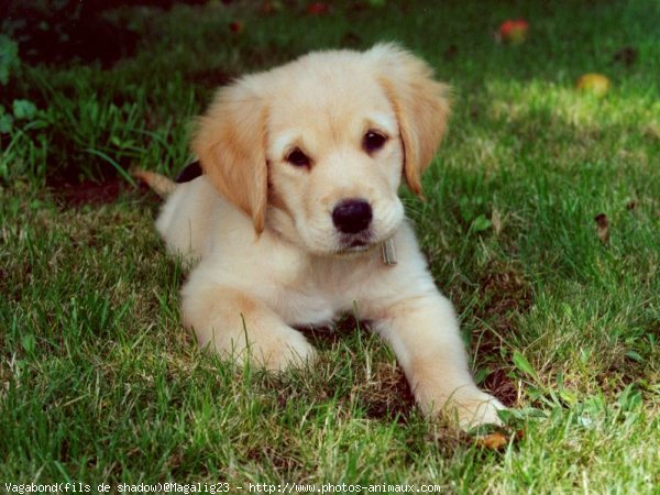 Photo de Golden retriever