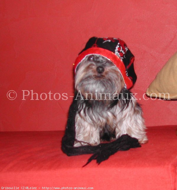 Photo de Yorkshire terrier