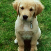 Photo de Golden retriever